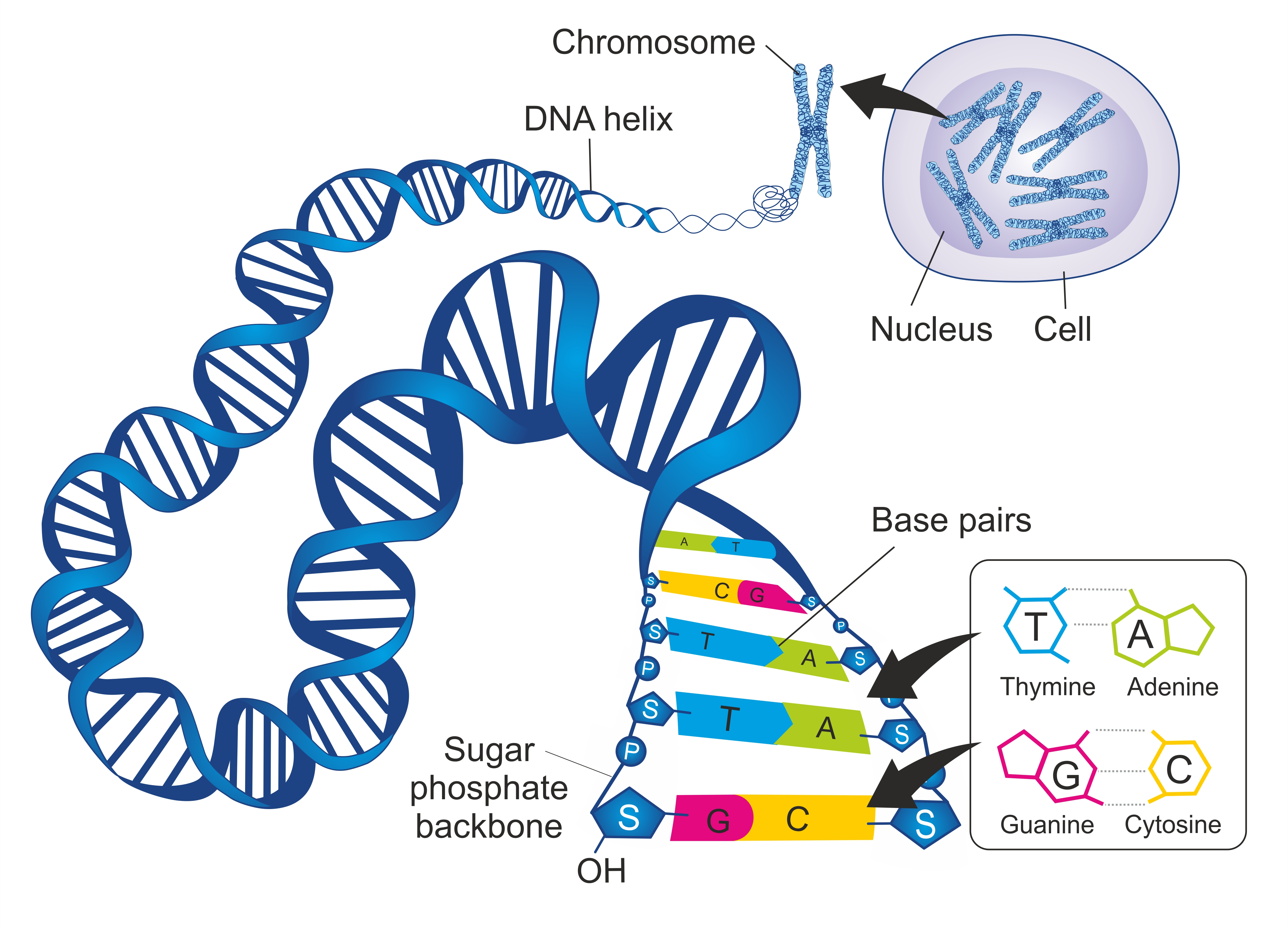 Днк готов. ДНК. ДНК картинки. Клетка ДНК рисунок. ДНК И хромосомы.